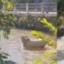 Viral! Hewan Kurban Kabur Malah Berujung Masuk Parit dan Tenggelam