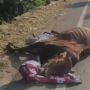 Beredar Video Sapi Kurus Sekarat Ditinggal Pemiliknya di Jalan Raya Bangkalan