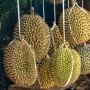 4 Pantangan setelah Makan Durian, Wajib untuk Diwaspadai!