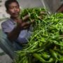 Info Harga Pangan Terbaru: Cabai Rawit Tembus Rp102.200 per Kg!