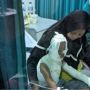 Es Krim Asap Berisi Nitrogen Cair Menyembur Api Dan Bakar Badan Anak 5 Tahun