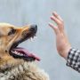 3 Tips yang Harus Dilakukan agar Anjing Peliharaanmu Tidak Menggigit Seseorang