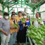 Kampung Atas Air Balikpapan Budidaya Sayur Hidroponik di Lahan Terbatas