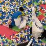 Viral Momen Penjaga Taman Bermain Sedang Bereskan Area Mandi Bola, Netizen Dibuat Kaget