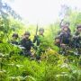 TNI Temukan Lima Hektare Ladang Ganja di Bumi Cenderawasih