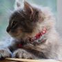 Bagaimana Mengatasi Kucing yang Cemburu saat Kamu Adopsi Kucing Baru?