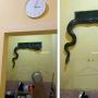 Viral Ular Piton Besar Masuk Kos Lewat Lubang Ventilasi di Dapur Jam 3 Pagi, Auto Bikin Panik Waktu Meluncur