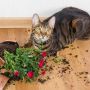 Jangan Ditiru! Dimasukkan Dalam Karung, Kucing Ini Ditemukan Dibuang ke Sungai