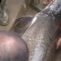 Geger Penemuan Ikan Berukuran Besar Pasca Banjir Garut, Diduga Jenis Predator dari Sungai Amazon
