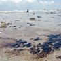Pantai Kerangmas Labuhan Maringgai Dicemari Limbah Hitam Menyerupai Aspal