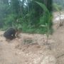 Warga Buton Utara Tanam Pisang dan Pohon Kelapa di Jalan Raya Rusak Berlumpur