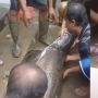 Geger Ikan Raksasa Muncul saat Banjir, Warganet hingga Anak Indigo Kepo