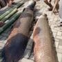 7 Fakta Ikan Arapaima, Banyak Ditemukan Pascabanjir Garut