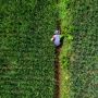 Pemkot Batu Anggarkan 2,5 Persen dari DAK Rp10 Miliar, Petani Terdampak Naiknya Harga BBM bakal Diberi Bantuan
