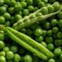 Sering Dijadikan Bahan Makanan, Berikut 3 Manfaat Mengkonsumsi Kacang Tolo