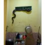Subuh-subuh Pergi ke Dapur Anak Kos Ini Temukan Ular Masuk, Ukurannya Bikin Merinding!