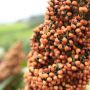 Bebas Gluten dan Kaya Manfaat, Pemerintah Percepat Pengembangan Industri Sorgum