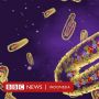 Apa Itu Virus Marburg dan Dapatkah Dihindari?