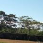 Empat Pilar untuk Memuluskan Food Estate