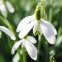 4 Bunga yang Melambangkan Makna Harapan, Ada Snowdrop!
