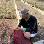 Harga Bawang Merah Mulai Turun, Petani di Brebes: Jangan Terlalu Jatuh, Benih dan Pupuk Mahal