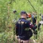 Ladang Ganja Seluas 5,3 Hektare di Aceh Besar Dimusnahkan