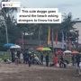 Anjing Border Collie Viral Ini Kerap Hibur Pengunjung Pantai Batu Belig, Tingkahnya Lucu