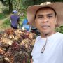Harga TBS Masih Rendah, Forum Petani Kelapa Sawit Kaltim Minta Ketegasan Kepala Daerah