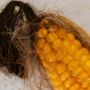 4 Manfaat Mengkonsumsi Teh Rambut Jagung yang Belum Kamu Ketahui