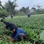 Pemerintah Diminta Gelar Pemerataan Nilai Tukar Petani Tanpa Terkecuali