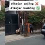 Kocak! Pria Bukan Dikejar Anjing Tetapi Kambing, Warganet: Cie India-indiaan