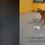 Aksi Kucing Oren Lawan Ular Masuk Rumah Viral, tanpa Takut Tangkap Sekali Gigitan
