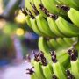 5 Manfaat Pisang Hijau, Tinggi Serat yang Baik untuk Kesehatan Pencernaan