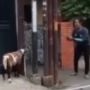 Dikejar-kejar Kambing, Aksi Tegang Wanita Ini saat Menghindar Berakhir Apes