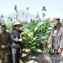 Warga Lereng Sindoro Temanggung Lakukan Tradisi Wiwit Tembakau