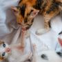 5 Cara Merawat Anak Kucing Tanpa Indukan