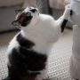 Cara Mengatasi Kucing yang Suka Mencakar Sofa di Ruang Tamu
