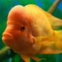 9 Fakta Ikan Red Devil yang Keberadaannya Dilarang di Indonesia