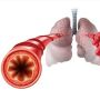 Ini Struktur dan Fungsi Bronkiolus sebagai Organ dalam Sistem Pernapasan