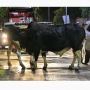 Viral 3 Ekor Sapi Nyelonong di Jalan Bikin Arus Lalu Lintas Alami Kemacetan, Publik: Ternaknya Butuh Hiburan
