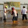 Bersama Pramuka, Ganjar Tanam 3.500 Bibit Mangrove di Semarang
