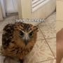 Takut ke Kamar Mandi Sendirian, Cowok Ini Malah Minta Ditemani Burung Hantu