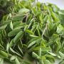 5 Manfaat Daun Kelor, Tanaman Kecil yang Mampu Meningkatkan Imun Tubuh
