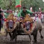 Melihat Tradisi Balap Kerbau Makepung di Jembrana Bali