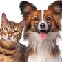 3 Kisah Persahabatan Anjing dan Kucing yang Mengharukan