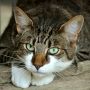 Selamat Hari Kucing Sedunia, Ini Sejarah Perayaannya