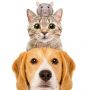 Kisah Persahabatan di Luar Nalar antara Tikus, Kucing, dan Anjing