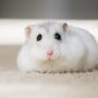 Enggak Cuma Gemas, Ini 5 Kelebihan Memelihara Hamster