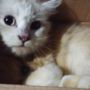 4 Alasan Kucing Menyukai Kardus yang Belum Banyak Diketahui
