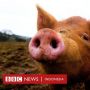 Organ Babi Bisa Dihidupkan Kembali Usai Beberapa Jam Mati